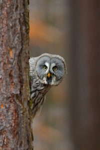 HYPNOSIS OWL